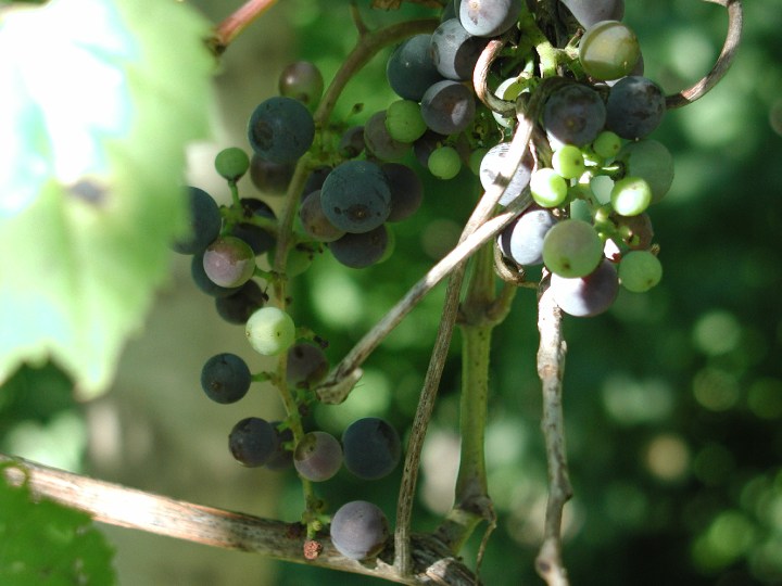 Wild Grapes \n (Click for next picture)
