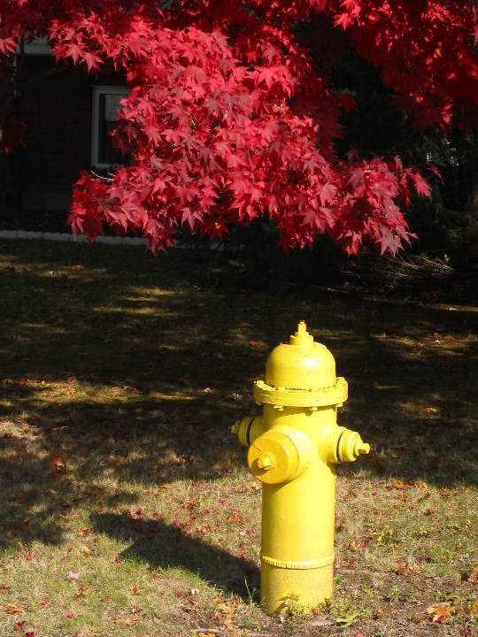 Tree and fire hydrant \n (Click for next picture)